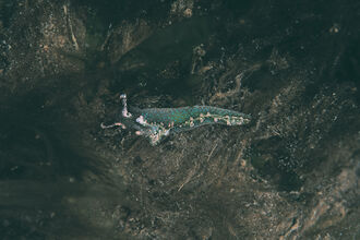 solar powered sea slug