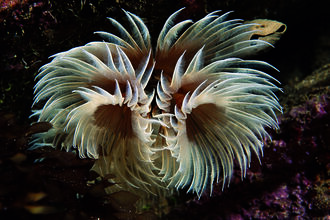 Fan worm