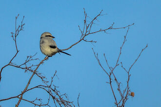 Great grey shrike