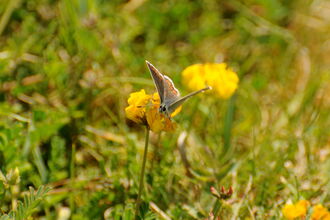 Brown Argus on Horseshoe-vetch 
