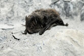 Barbastelle bat