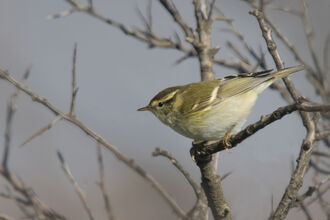 A yellow-browed warbler perched on a twig, poised to take off. It's a small warbler with a whitish belly and mossy green back, with a bright yellow stripe over the eye