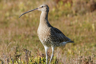 Close-up photograph of a curlew standing on the ground