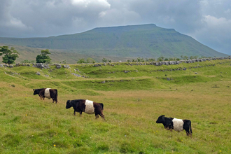 Belted Galloways grazing Southerscales. In the distance you can see Ingleborough.
