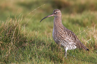 Curlew in long grass