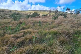 Grassland habitat with small saplings of alder in the foreground, and older established trees in the background. Set against rolling hills.