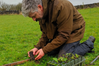 Volunteer is planting nursery-grown sapling into meadow. Tray of saplings is beside him.