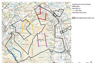 Map of Ingleborough NNR with breeding bird survey transects marked out.