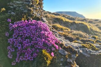 Purple saxifrage in flower with Ingleborough in the background