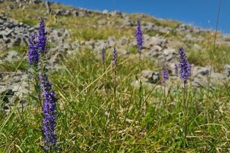 Planted spiked speedwell flowering on rocky limestone slope