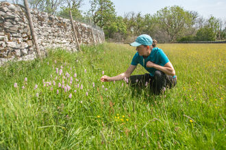 Person looking at flowers in meadow in bloom