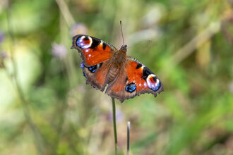 Peacock butterfly resting on a flower, wings open