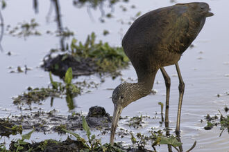 A glossy ibis probing a muddy pool margin with its beak
