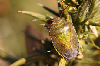 A gorse shieldbug standing on a gorse bush. IT's a green shieldbug with red antennae and yellow sides to the abdomen