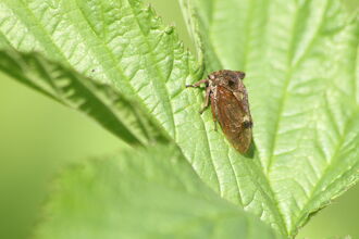 A horned treehopper sat on a leaf. It's a brown bug with two horns rising from the pronotum, which also extends back along the body in a wavy spine