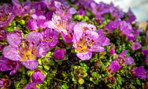 Vibrant purple saxifrage flowers