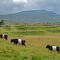 Belted Galloways grazing Southerscales. In the distance you can see Ingleborough.