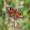 Peacock butterfly resting on a flower, wings open