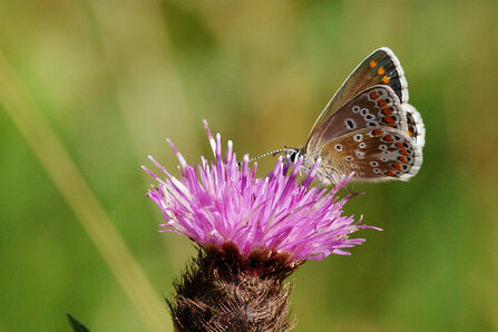 Close-up landscape photograph of a Northern brown argus butterfly on a thistle