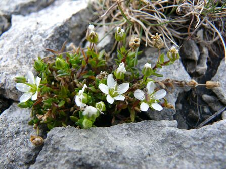Close-up photograph of Yorkshire Sandwort growing out of the limestone at Ingleborough