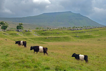 Belted Galloways grazing Southerscales. In the distance you can see Ingleborough.