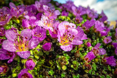 Vibrant purple saxifrage flowers