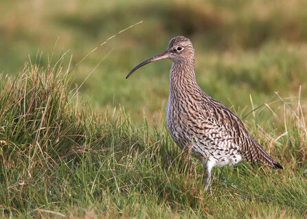 Curlew in long grass