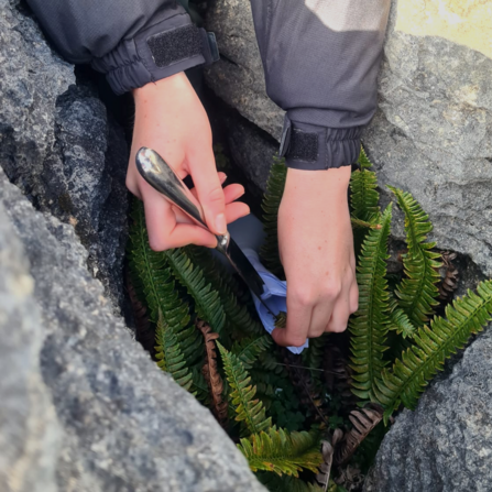 Reseeding ferns in grykes with seeds grown in our nursery.