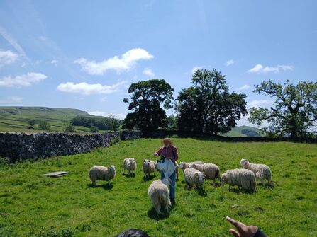 A farmer wearing a hat stands in a sunny green field feeding a small flock of sheep, with stone walls, trees, and rolling hills in the background under a blue sky.