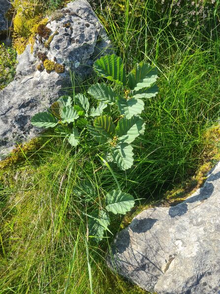 Alder sapling growing in between gap in limestone. 