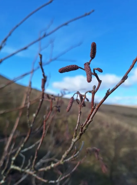 Close up of Alder catkins in winter.