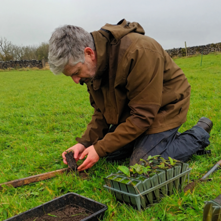 Volunteer is planting nursery-grown sapling into meadow. Tray of saplings is beside him.