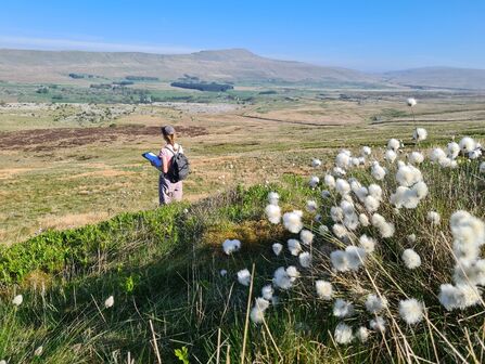 Person standing with clipboard looking out onto the reserve. Cotton grass is in bloom in the foreground. 