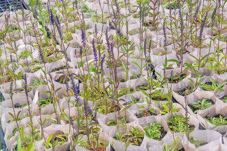 Tray of spiked speedwell plants in flower