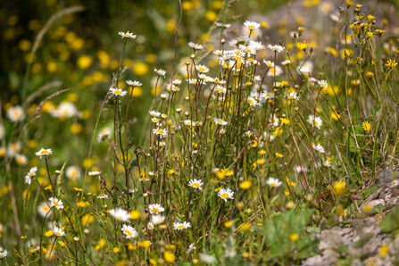 Oxeye daisy in bloom