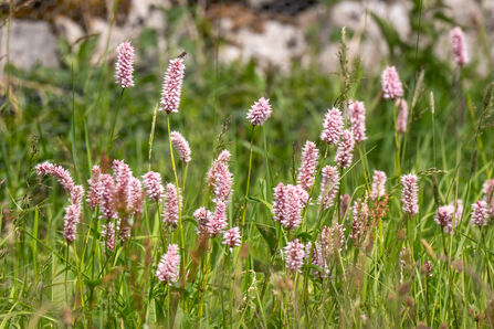 Common bistort in flower