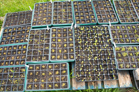 Trays of young plants in the upland plant nursery 