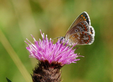 Close-up landscape photograph of a Northern brown argus butterfly on a thistle