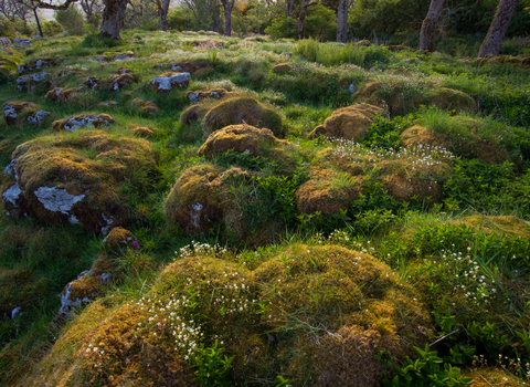 Visualisation of Ingleborough's limestone pavements after regeneration