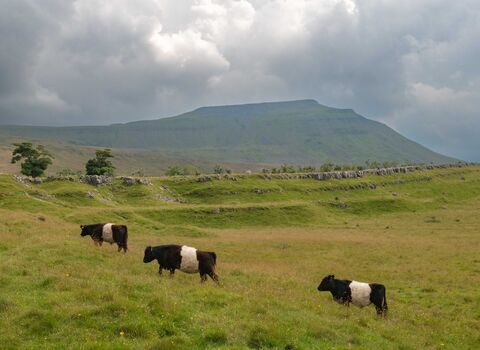 Landscape photograph of three Belted Galloways walking up a grassy slope with Ingleborough mountain in the background