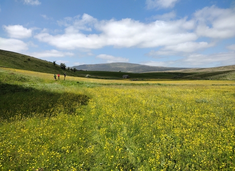 Landscape photograph of the flowering hay meadows at Ashes Pasture nature reserve