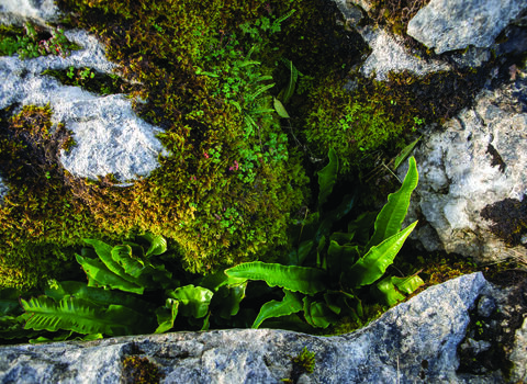 Landscape close-up photograph of one of the restored grykes in Ingleborough's limestone pavement