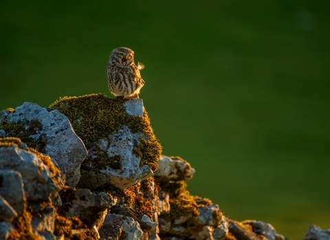 Landscape photograph of a little owl perched on a rock at Ingleborough