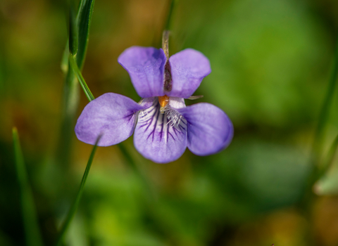 Landscape close-up photograph of a Tessdale violet flower