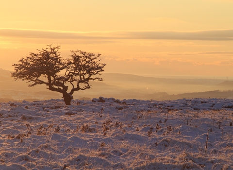 Landscape photograph of a tree in the snow at sunrise at Wild Ingleborough