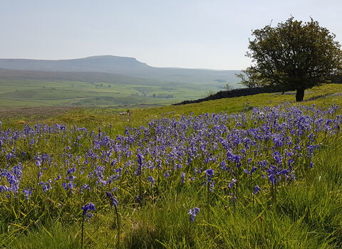 Landscape photograph of bluebells and Pen-y-Ghent at Brae Pasture nature reserve