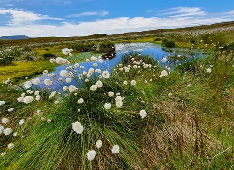 Cottongrass blowing in the wind next to an upland bog pool with Ingleborough summit in the distance