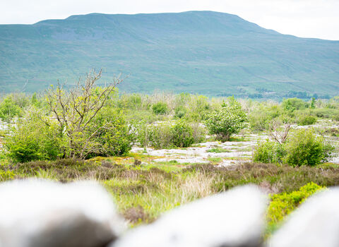 Limestone pavement with vegetation growing up through the cracks, Whernside in the distance