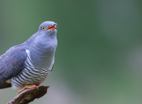 Cuckoo perched on wood